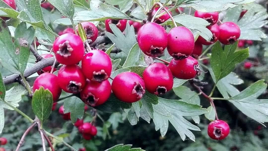 Nelle oasi urbane tra foreste ritrovate 