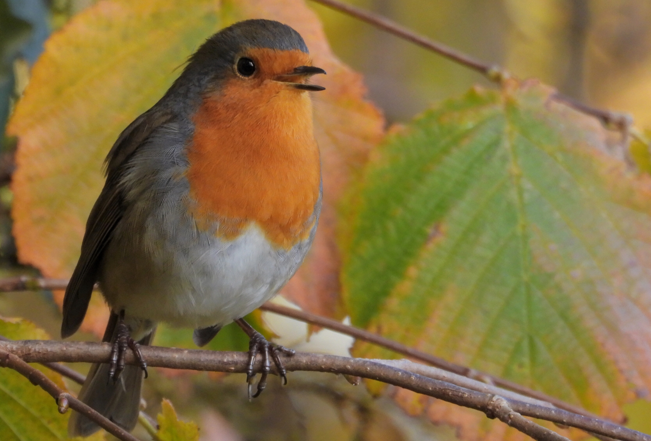 Piccolo mercatino nella natura 