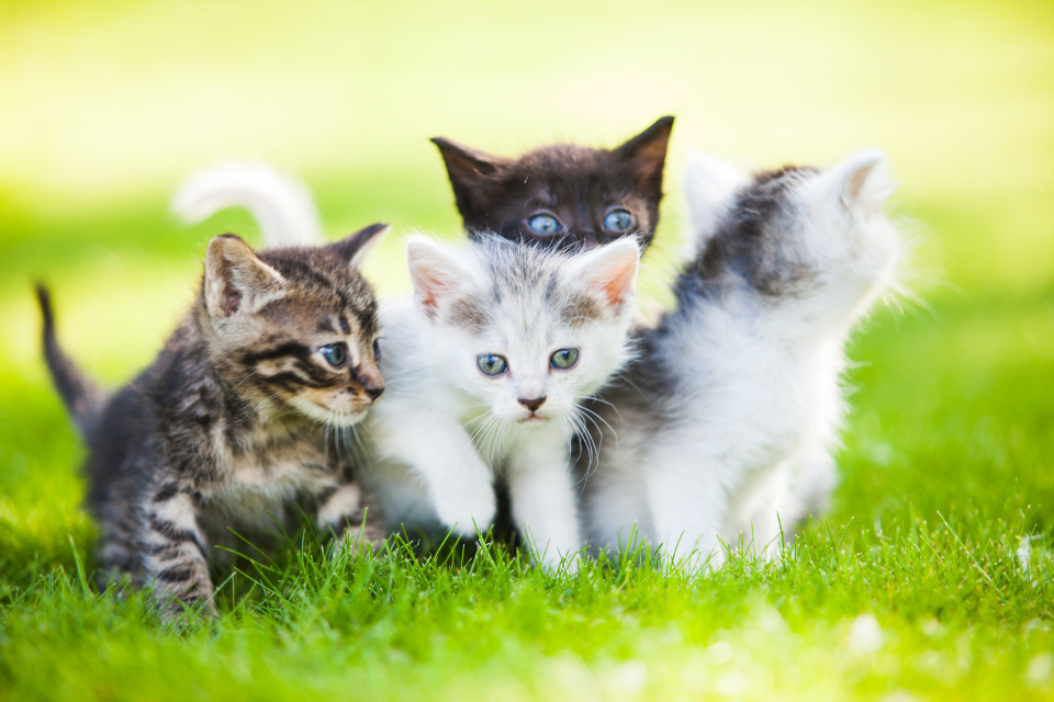 Sant’Antonio Abate, una giornata dedicata alla benedizione degli animali 